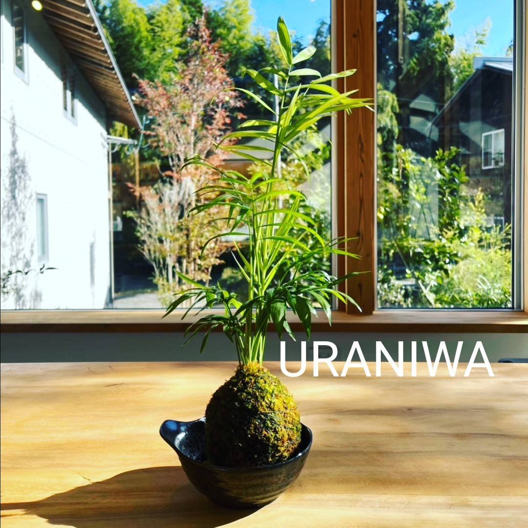 URANIWA_KOKE